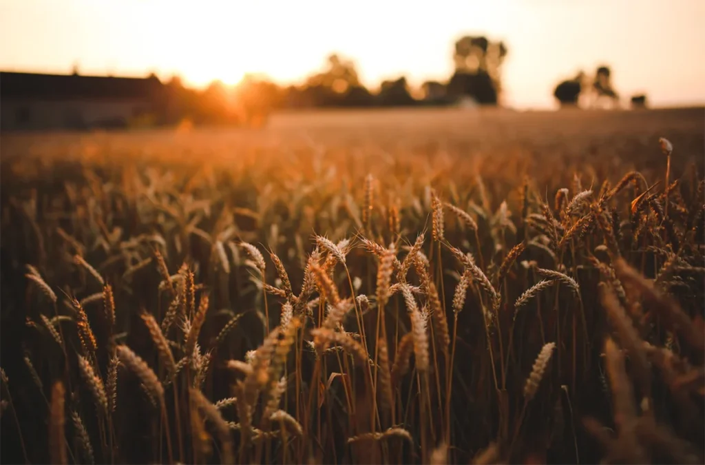 image of a peaceful wheat field